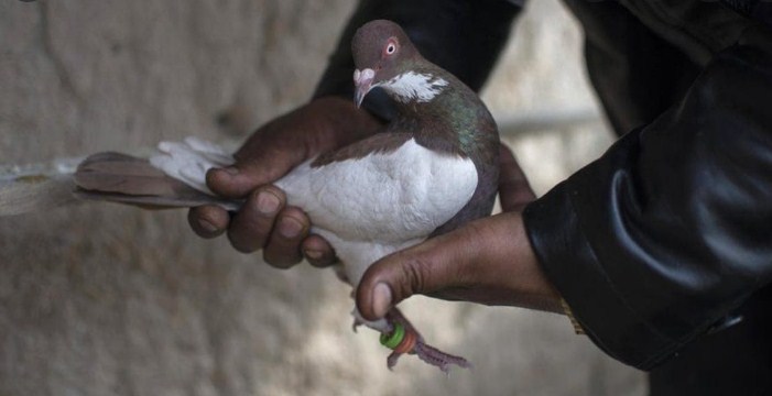 Pigeon with coded rings caught on IB in Jammu’s Kanachak